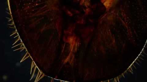 Head of predatory fly with prey on its proboscis. Observation through microscope Stock Footage 268487916