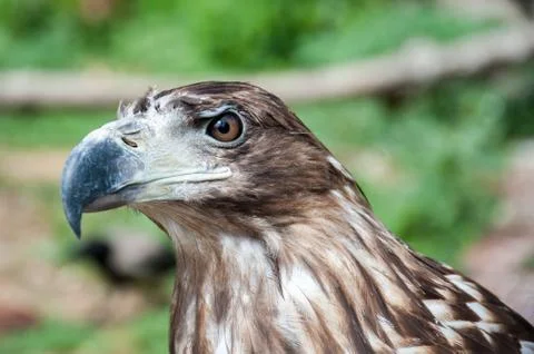 The head of a predatory hawk Foto stock