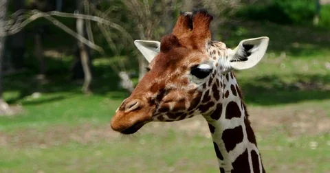 Head profile of giraffe camelopardalis reticulata. The giraffe eats her tongue. Stock Footage 75962005