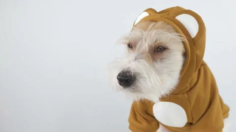 Head profile of a Jack Russell Terrier in a brown teddy bear suit Stock-Footage 175475957