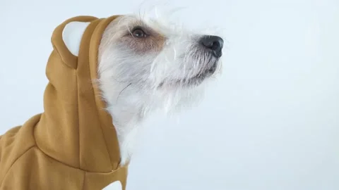 Head profile of a Jack Russell Terrier in a brown teddy bear suit Stock Footage 175483548