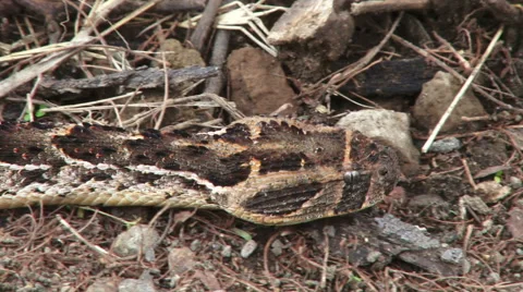 puff adder head