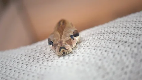 Head of python lying on the bed Stock Footage 89495875