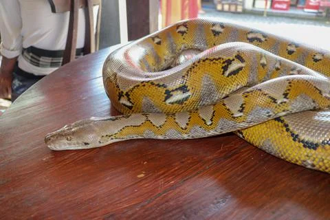 Head python yellow pattern on a table edge. Close up of snake skin texture us Stock Photos