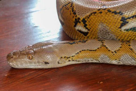Head python yellow pattern on a table edge. Close up of snake skin texture us Stock-Fotos