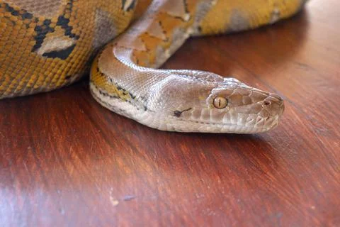 Head python yellow pattern on a table edge. Close up of snake skin texture us 스톡 사진