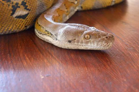 Head python yellow pattern on a table edge. Close up of snake skin texture us Stock Photos