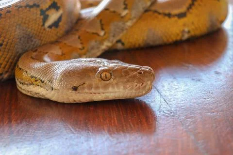 Head python yellow pattern on a table edge. Close up of snake skin texture us 스톡 사진