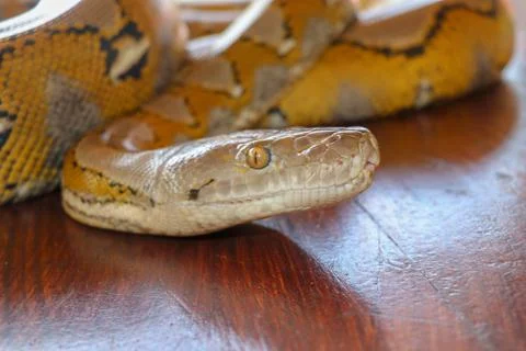 Head python yellow pattern on a table edge. Close up of snake skin texture us Stock Photos