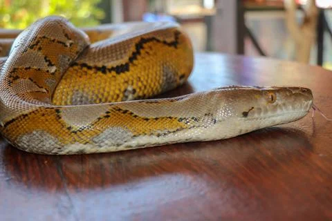 Head python yellow pattern on a table edge. Close up of snake skin texture us Stock Photos