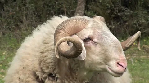 Head of ram Stock Footage 36999520