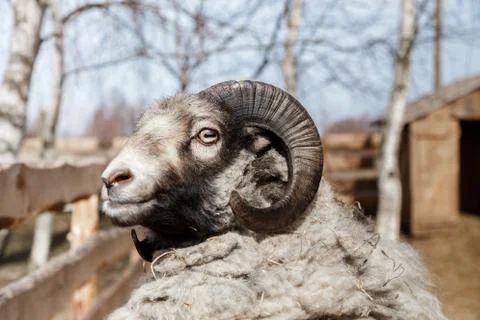 Head of ram Stock Photos