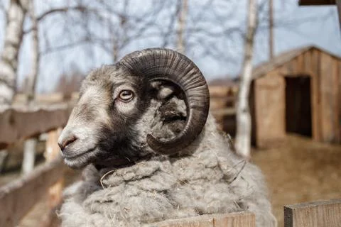 Head of ram Stock Photos