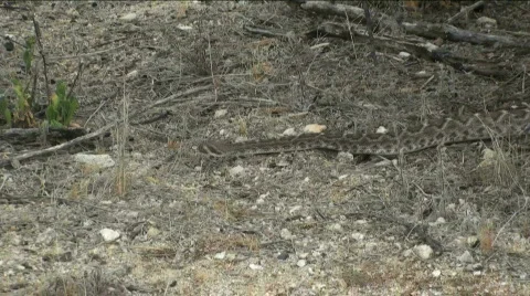 Head to rattle tail Vidéo 410470