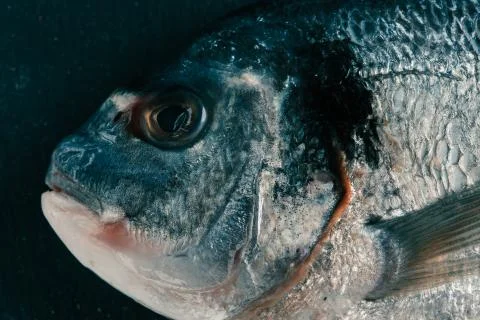 Head of raw fresh fish close up photo Stock Photos