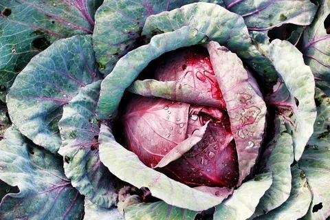 A head of red cabbage grows in the garden. Photo of a vegetable with a top view Stock Photos