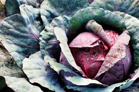 A head of red cabbage grows in the garden. Photo of a vegetable with a top view Stock Photos