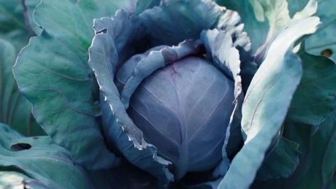A head of red cabbage inside a lush growing bush in a vegetable garden, close-up Stock Footage 279075046