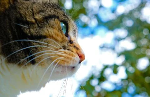 The head of a red cat, close-up. Stock Photos