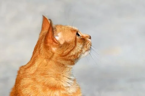 Head of red cat Stock Photos