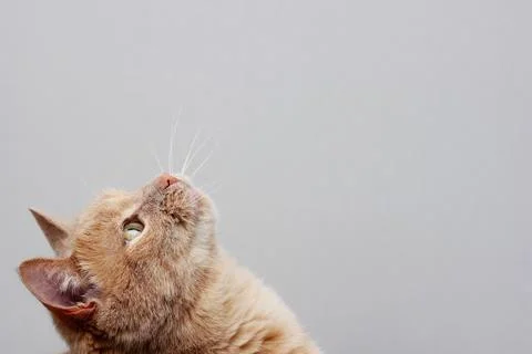The head of the red cat is thrown back, looking up above itself. Stock Photos