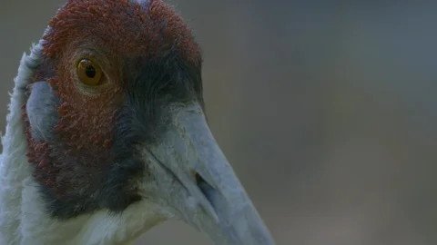 Head of a red-crowned crane Stock Footage 116735697