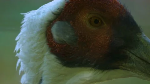  Head of a red-crowned crane Stock Footage 141282456