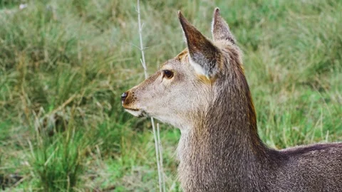 Head of red deer female without antlers. Doe deer looks around warily, senses Stock Footage 303842354