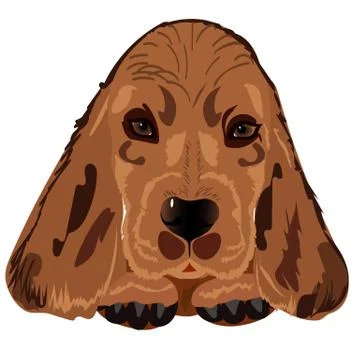 Head of the red dog breed Spaniel Stock Illustration