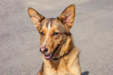 The head of the red dog Stock Photos