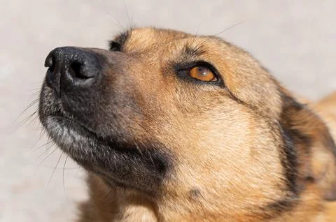 The head of a red dog Stock Photos