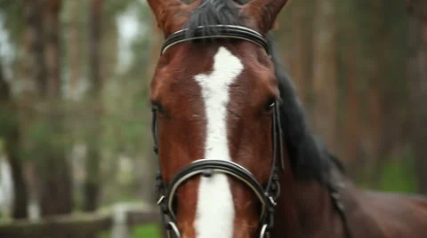 Head of red horse in harness Vídeo Stock 62331640