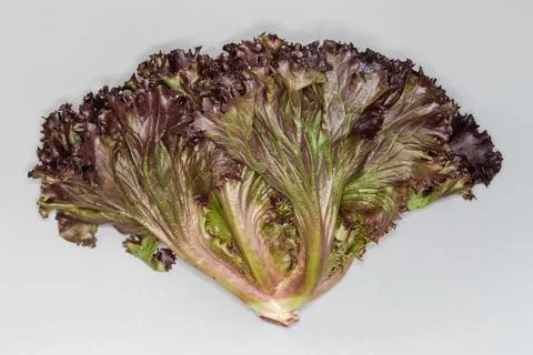 Head of the red leaf lettuce of Lollo Rossa cultivar Stock Photos