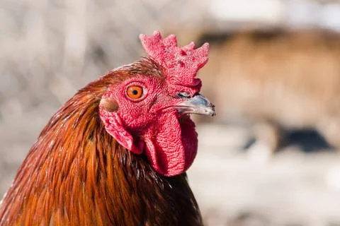 The head of a red rooster with a comb close up Foto stock