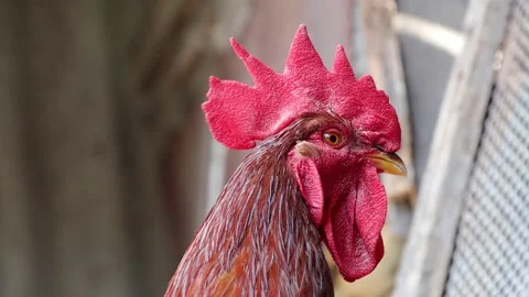 The head of a red rooster with a large red comb looks to the left Stock Footage 255801234