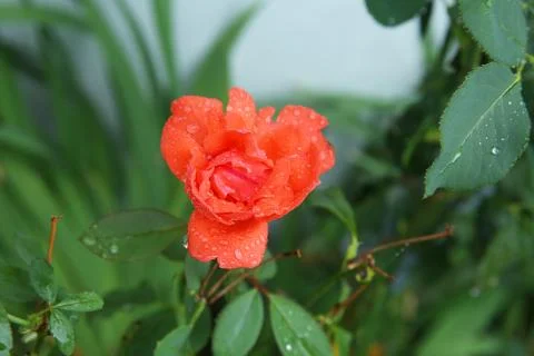 Head of red rose with dew drops, isolated on green . single beauty flower red Stock Photos