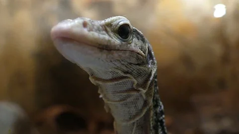 The head of the reptile winks at the eye. Stock Footage 114395526