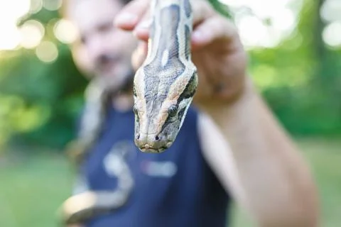 Head of Reticulated python in the hands of man Stock-Fotos