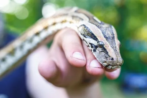 Head of Reticulated python in the hands of man Stock Photos