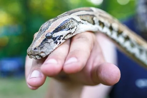 Head of Reticulated python in the hands of man Stock Photos
