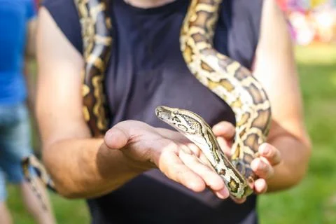 Head of Reticulated python in the hands of man Stock-Fotos