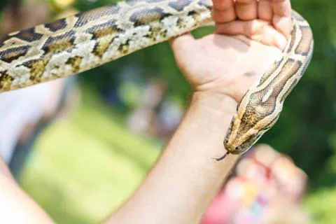 Head of Reticulated python in the hands of man Stock Photos