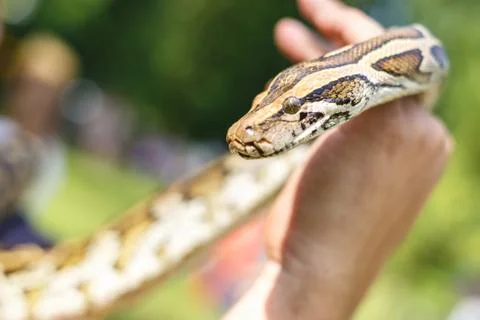 Head of Reticulated python in the hands of man Stock Photos