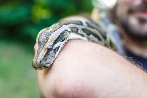 Head of Reticulated python in the hands of man Stock Photos