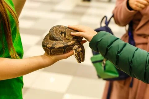 Head of Reticulated python in the hands of man Photos