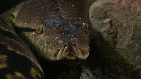 Head of Reticulated python snake in a terrarium Stock Footage 104849906