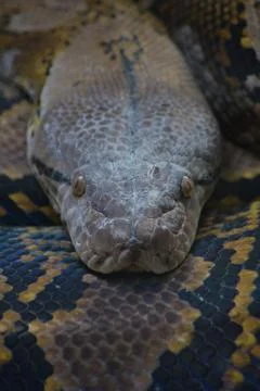 Head of reticulated python snake in a terrarium - Python reticulatus Stock Photos