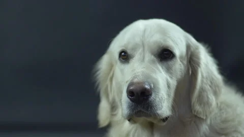 Head of a Retriever on a black background close-up. The white dog licks its lips Stock Footage 130482952