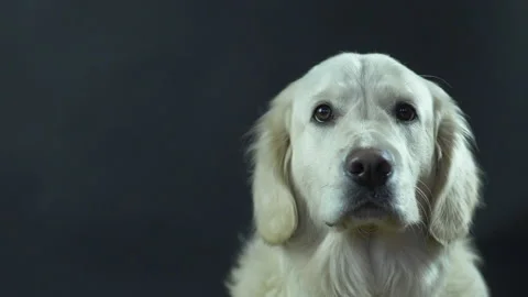 Head of a Retriever on a black background close-up. The white dog licks its lips Stock Footage 130483129