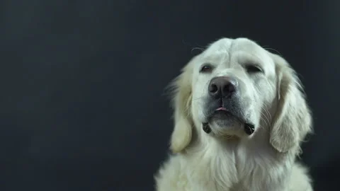 Head of a Retriever on a black background close-up. The white dog licks its lips Stock Footage 130483152